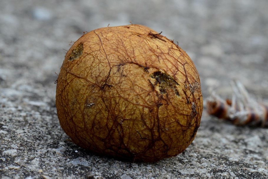 Пизолитус бескорневой