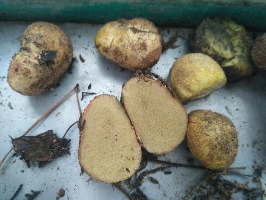 Ризопогон трюфель обыкновенный