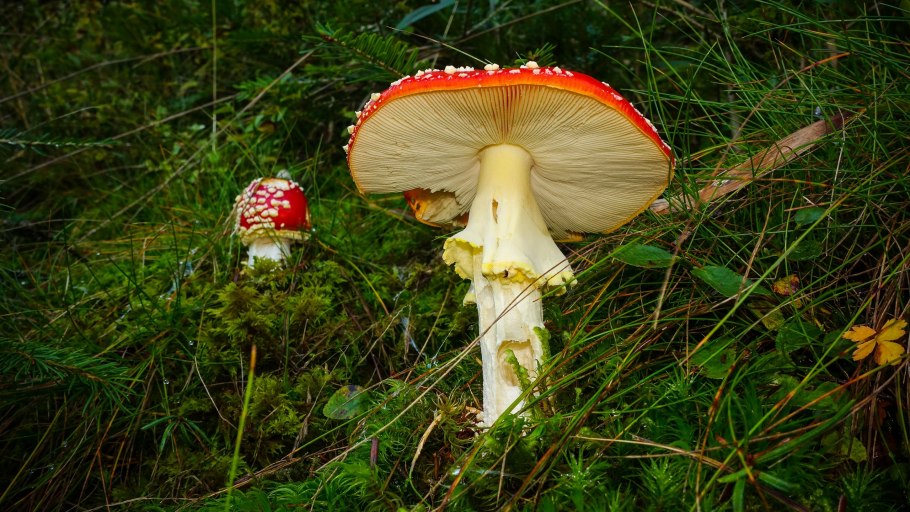 Органические грибы