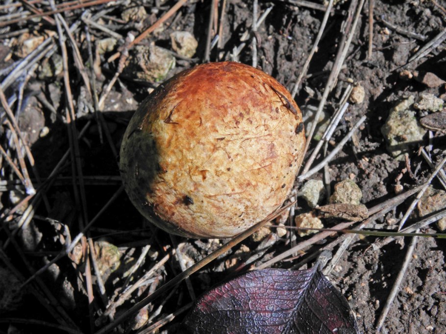 Ризопогон трюфель обыкновенный