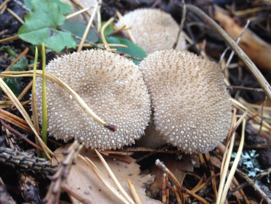 Грибы в Новосибирской области в августе