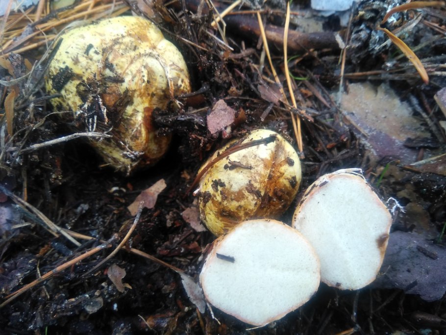 Трюфель Крымский ризопогон