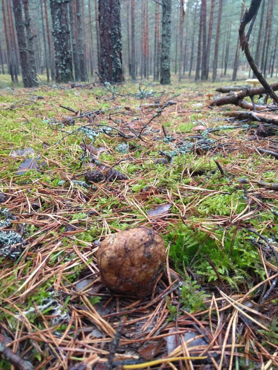 Гриб ризопогон обыкновенный