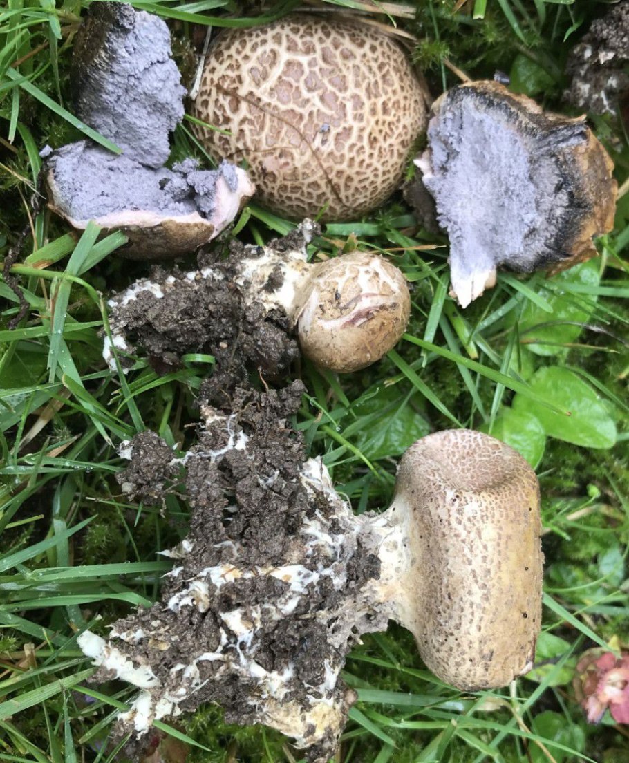 Съедобные грибы Кировской области