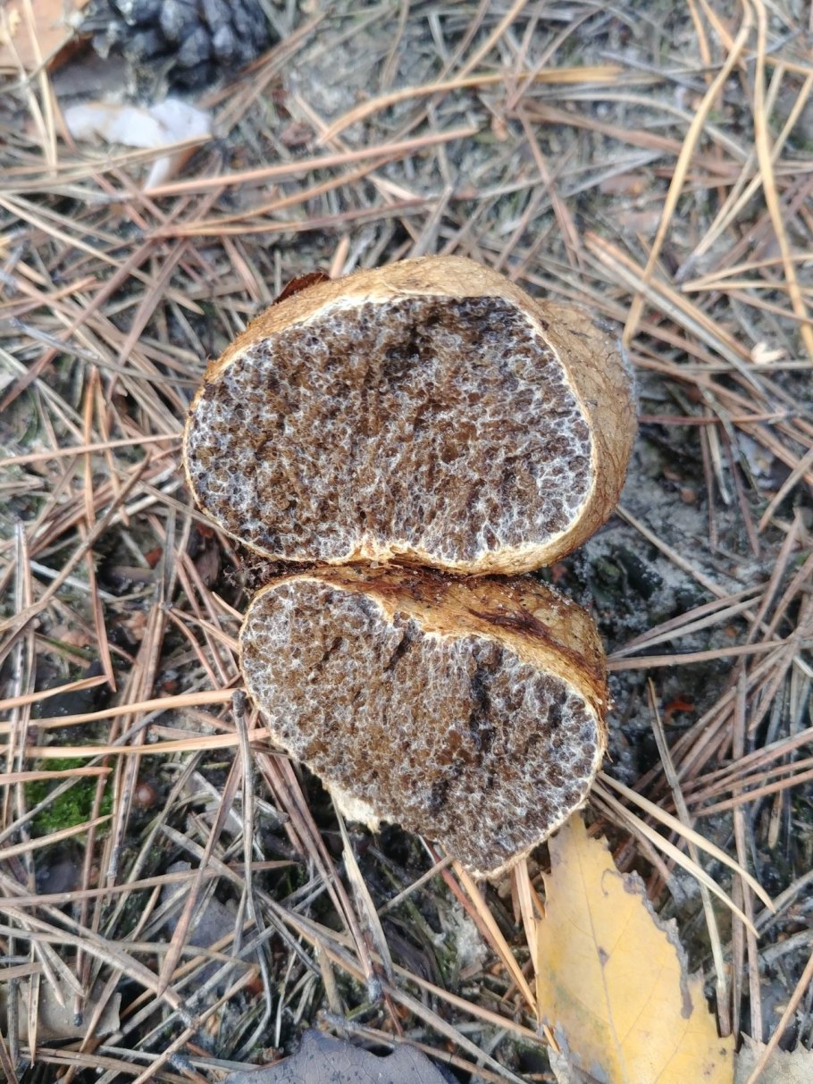 Гриб Корневец желтоватый