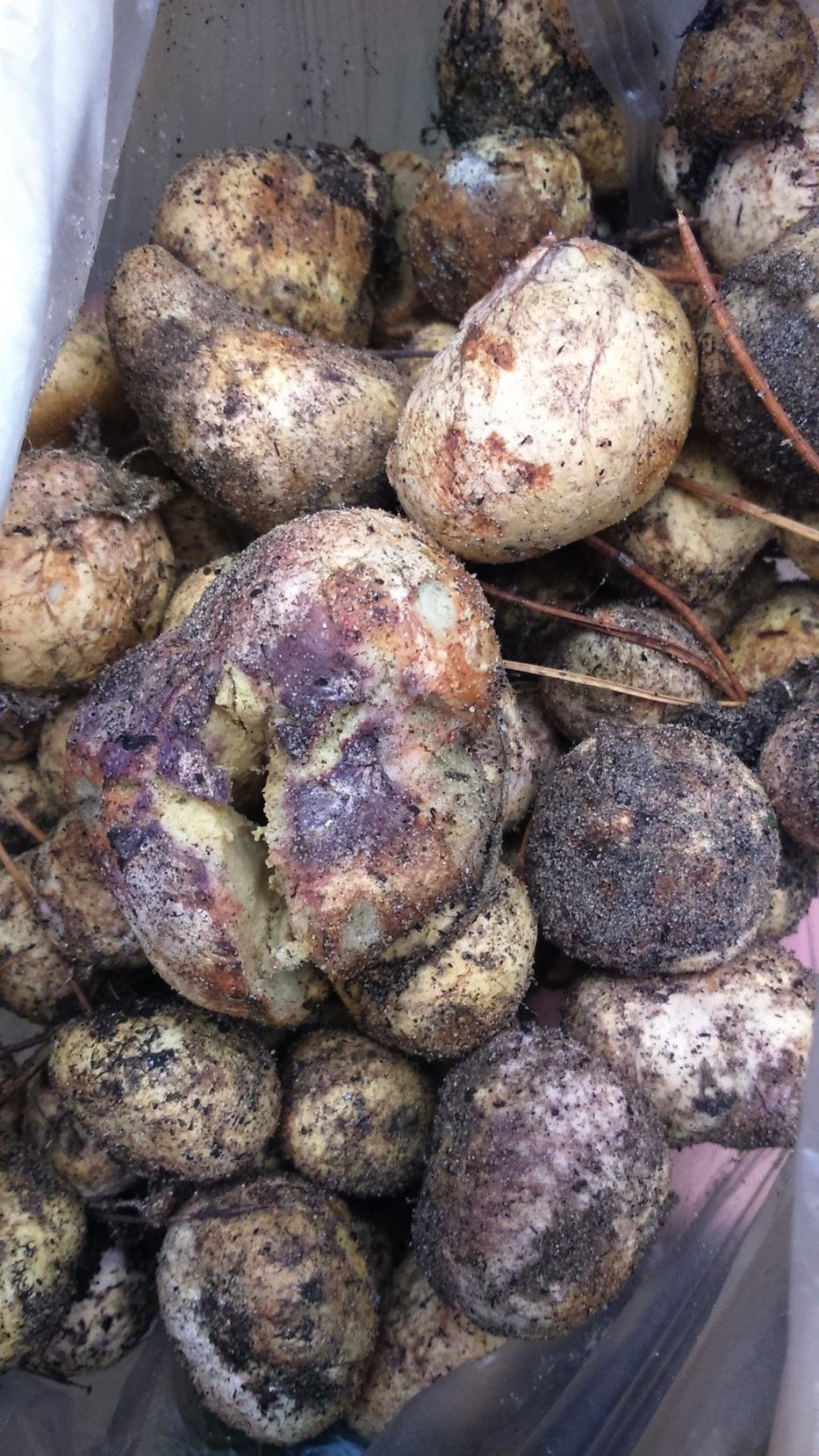 Трюфель Крымский ризопогон