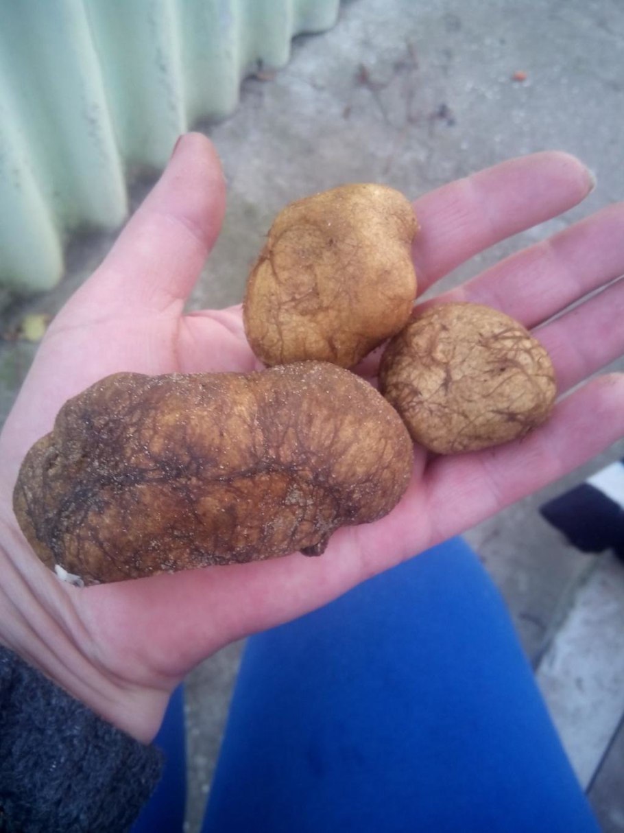 Ризопогон розовеющий