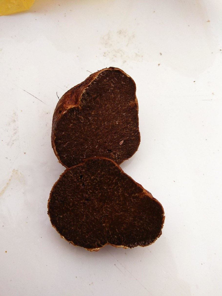 Корневец жёлтый гриб