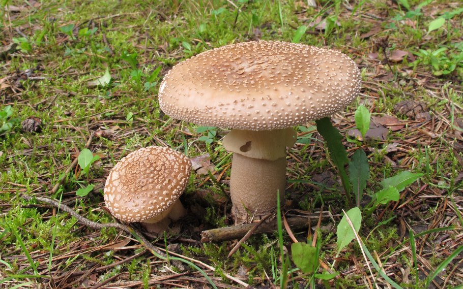 Гриб Amanita rubescens