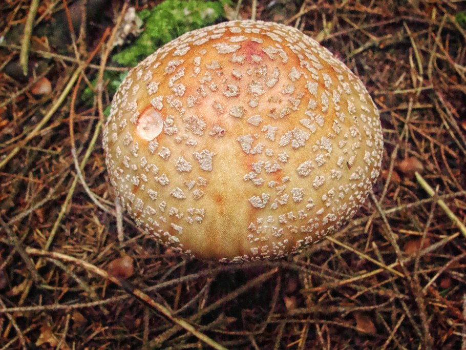 Гриб Amanita rubescens