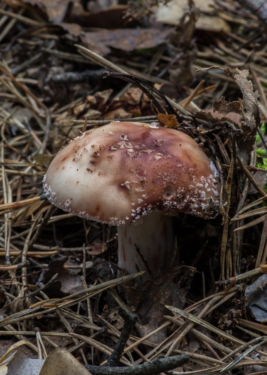 Мухомор порфировый Amanita Porphyria
