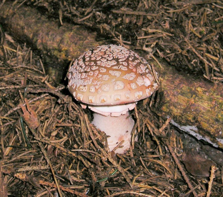 Amanita rubescens (мухомор краснеющий)