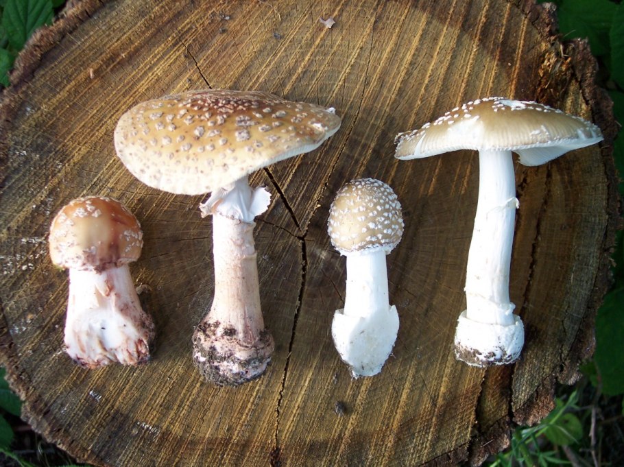 Мухомор серо-розовый Amanita rubescens