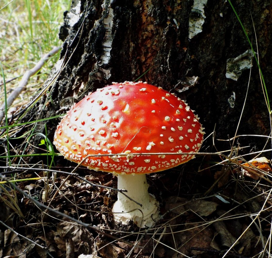 Мухомор белый (Amanita Verna)