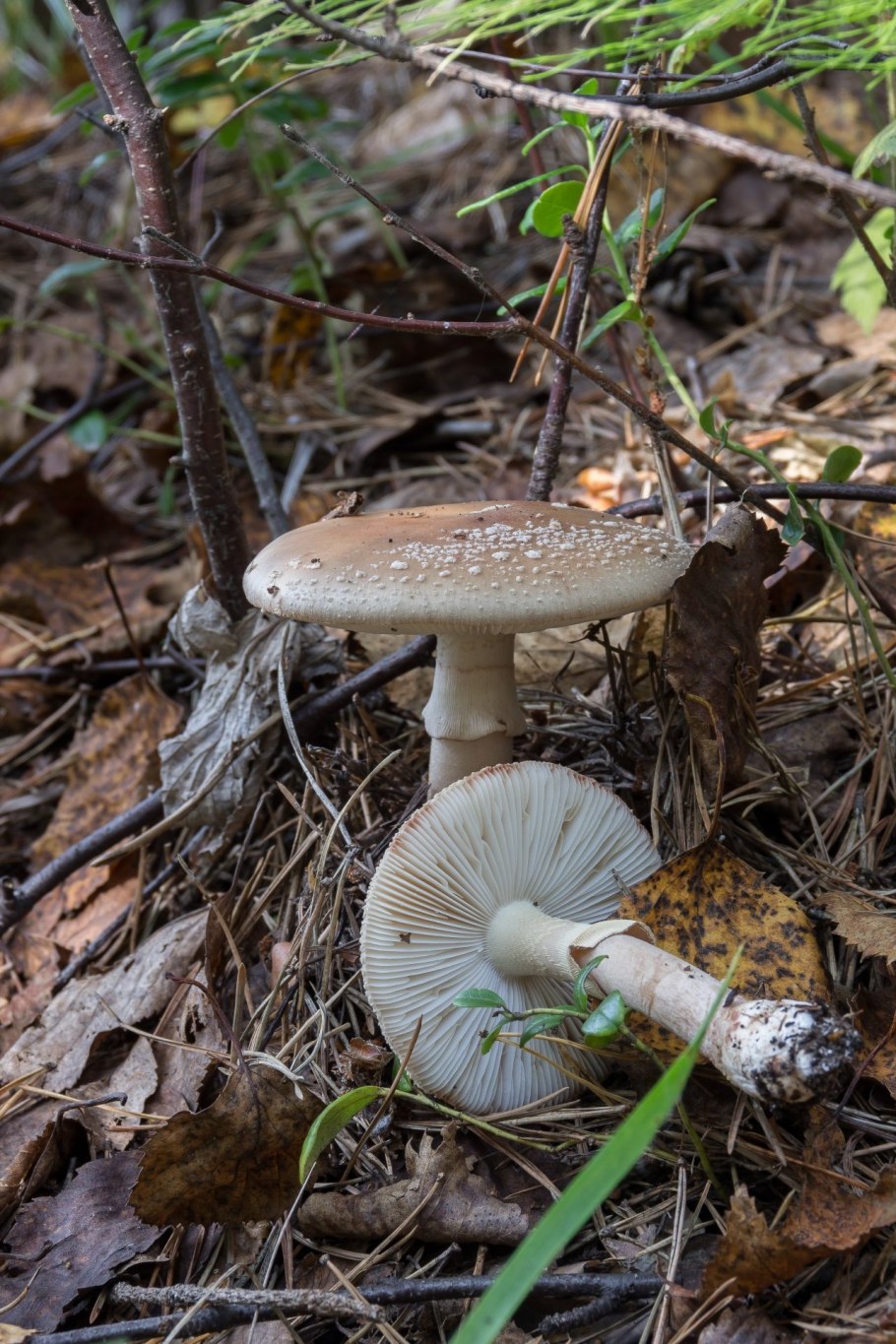Гриб amanita rubescens