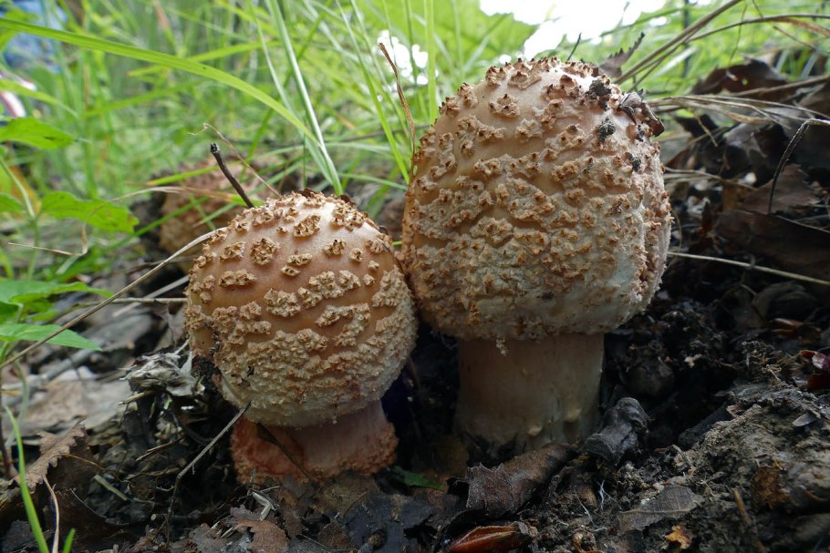 Мухомор серо-розовый amanita rubescens