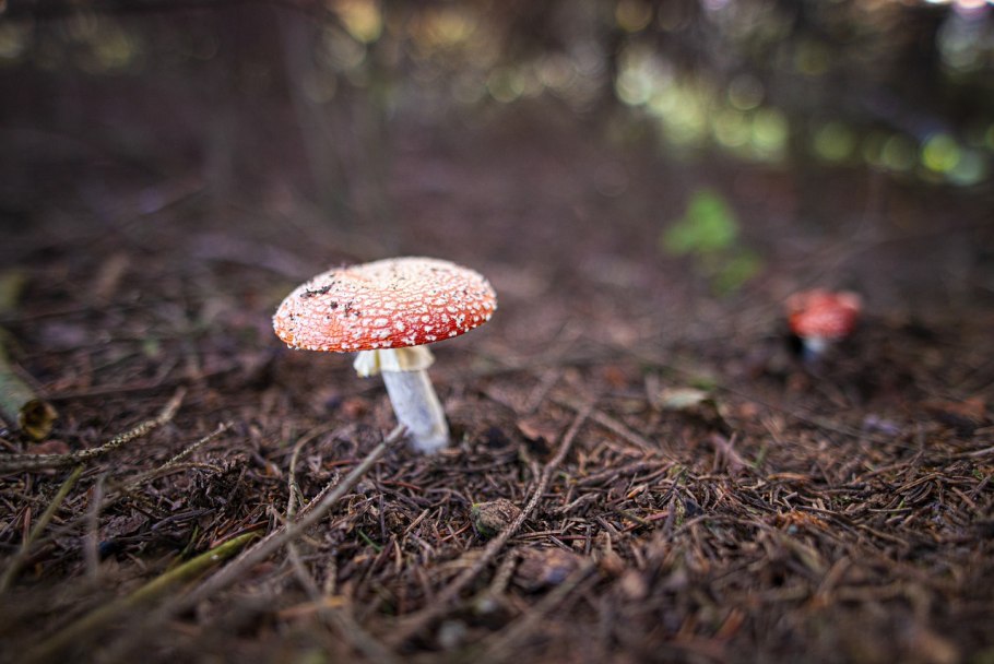 Мухомор гриб