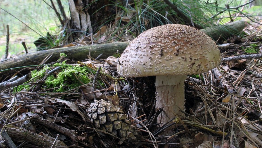 Мухомор жемчужный Amanita junquillea