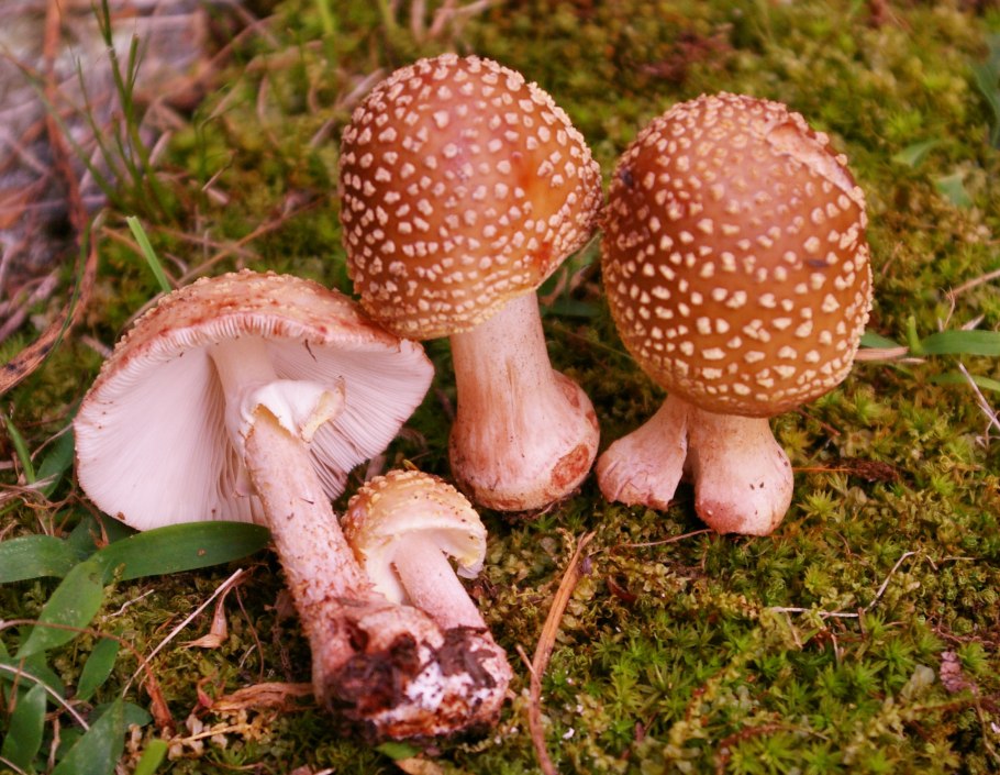 Гриб Amanita rubescens