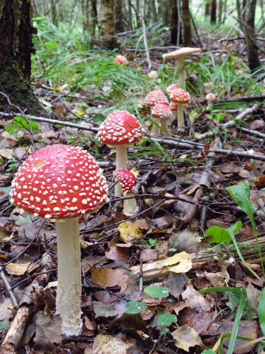 Мухомор жемчужный Amanita junquillea