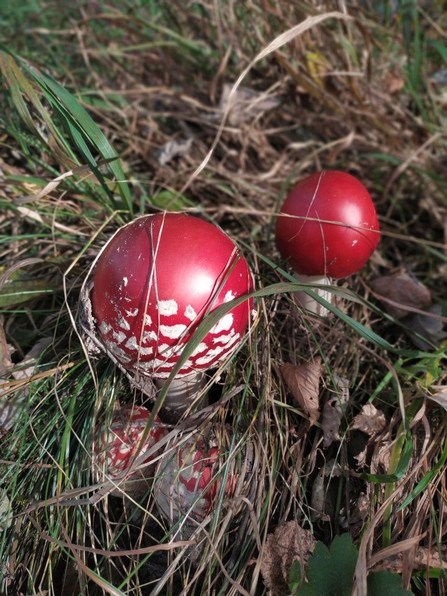 Красный мухомор