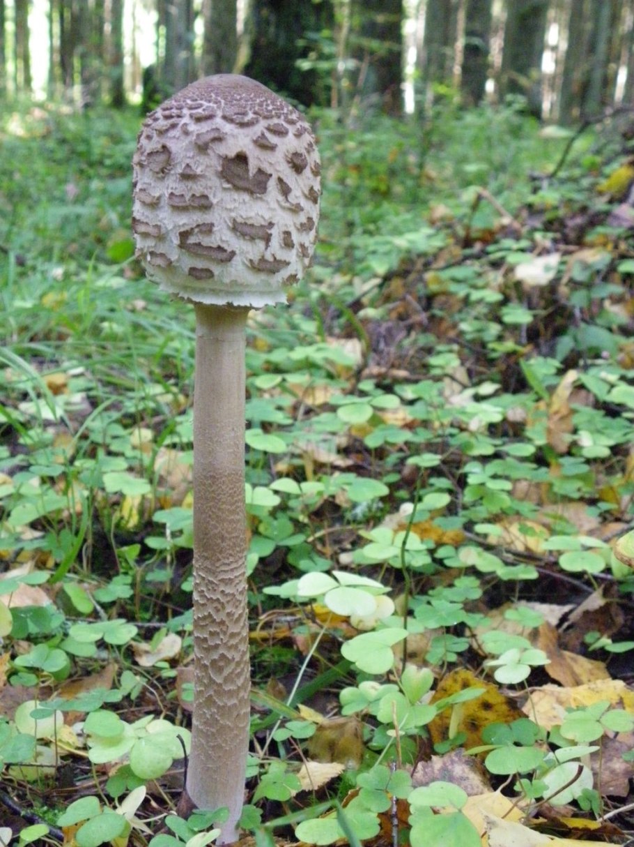 Гриб Amanita rubescens