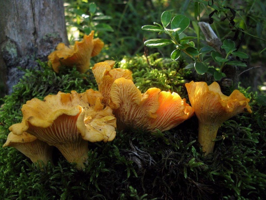 Съедобные грибы лисички