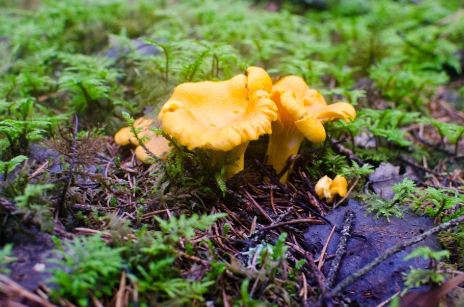 Лисичка желтая (Cantharellus cibarius)