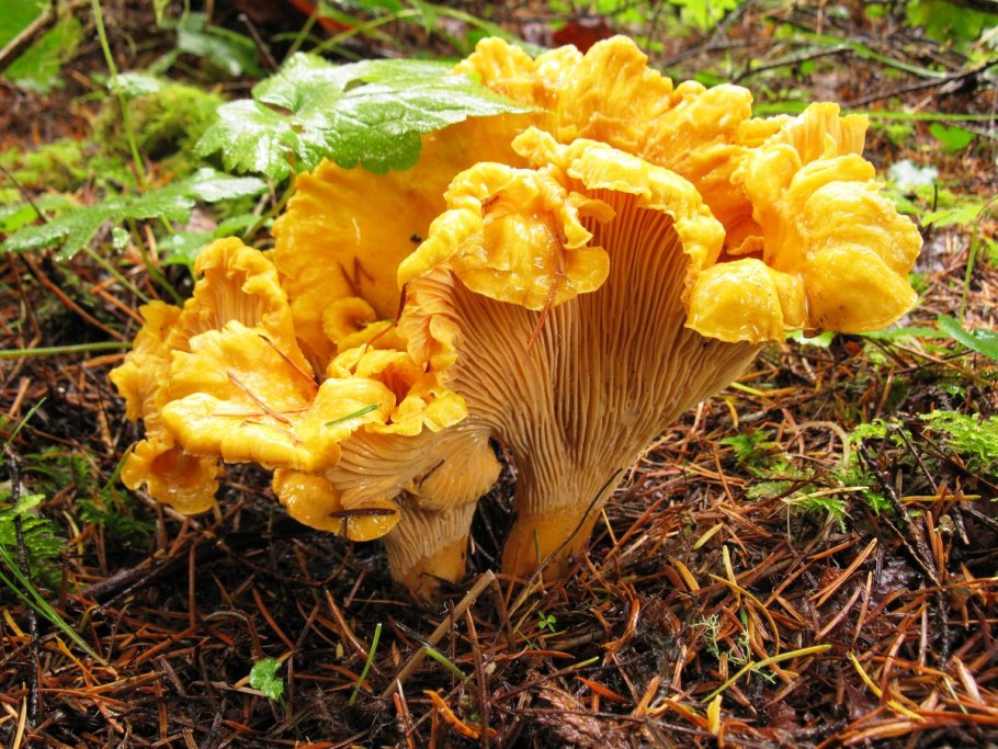 Cantharellus cibarius - Лисичка