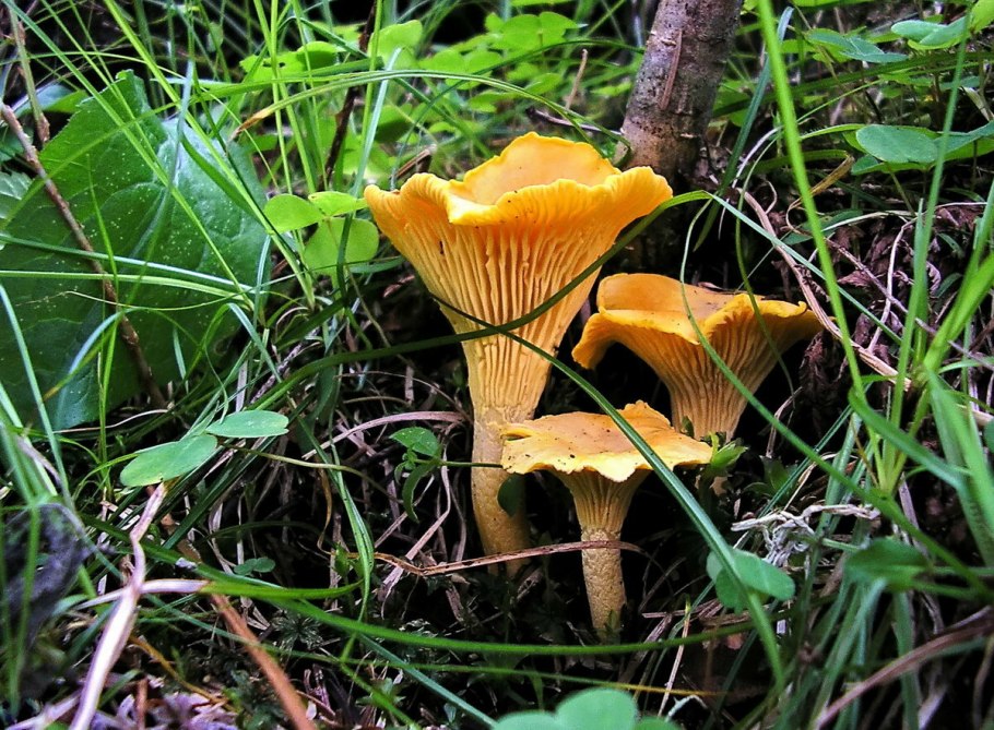 Грибы лисички