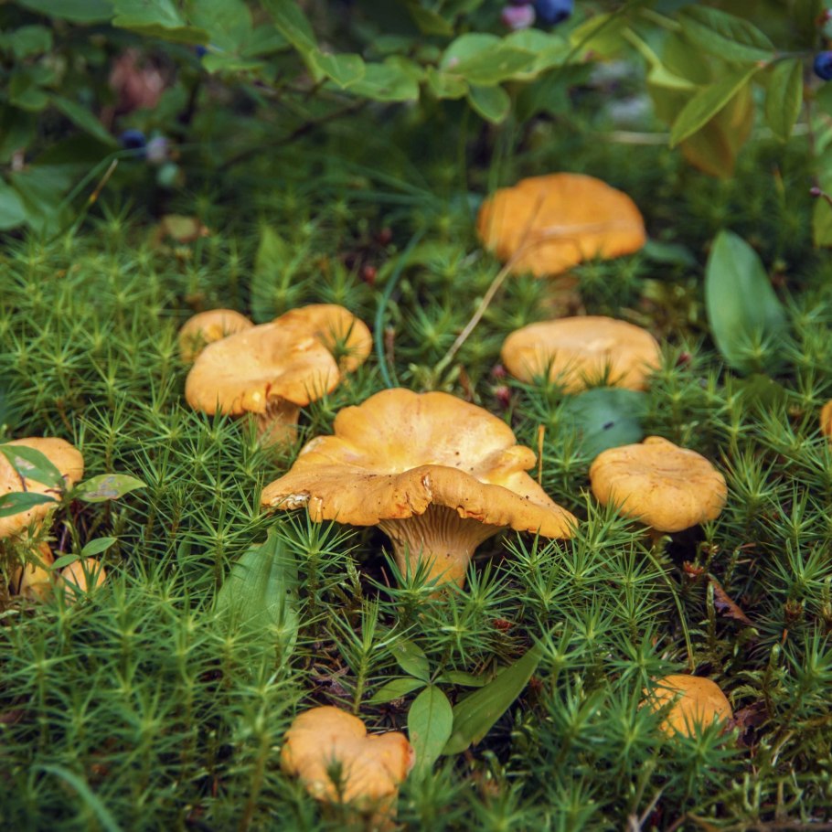 Съедобные грибы лисички