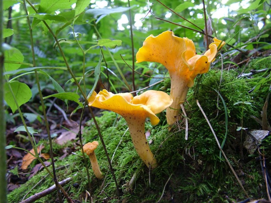 Ежовик ложная Лисичка