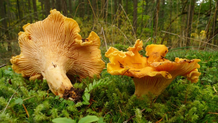 Омфалот маслиновый