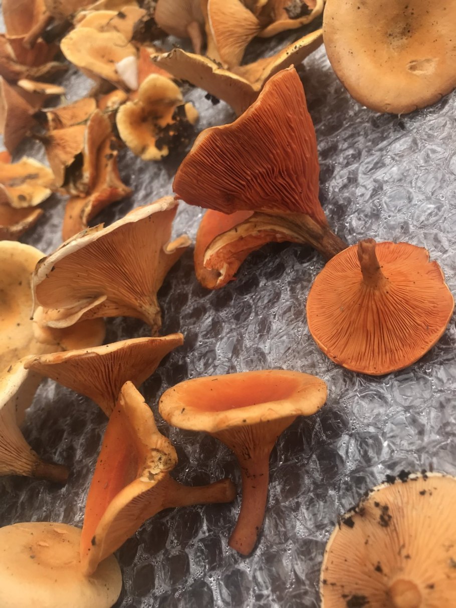 Рыжие лисички грибы