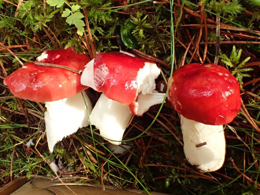 Сыроежка жгучеедкая (Russula emetica)