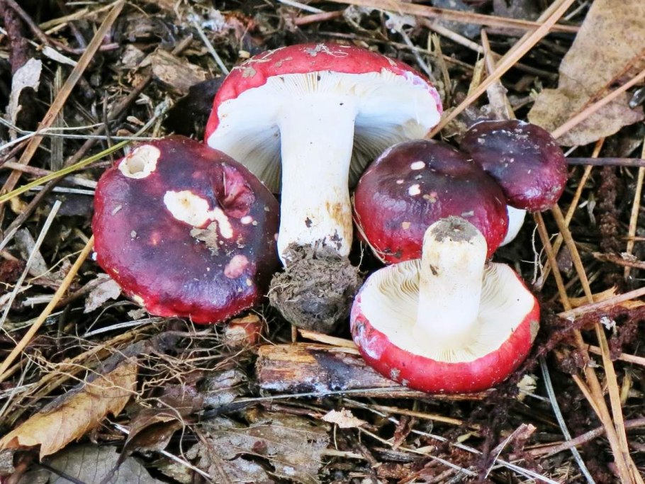 Сыроежка волнистая Russula bresadolae