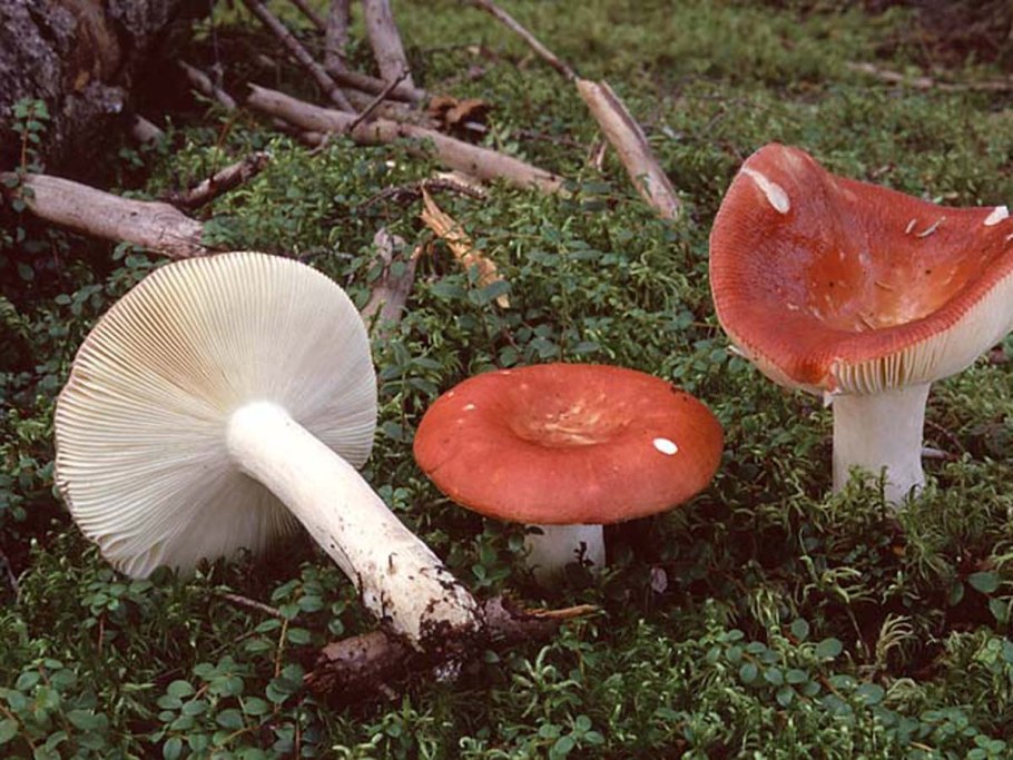 Сыроежка Болотная Russula paludosa