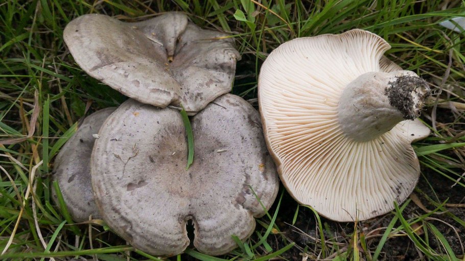 Серушка гриб Lactarius flexuosus