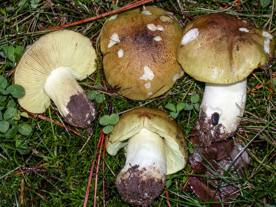 Гриб серушка и зеленушка