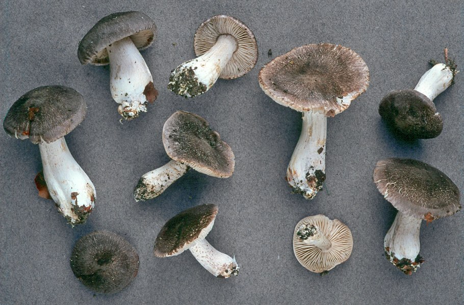Tricholoma orirubens