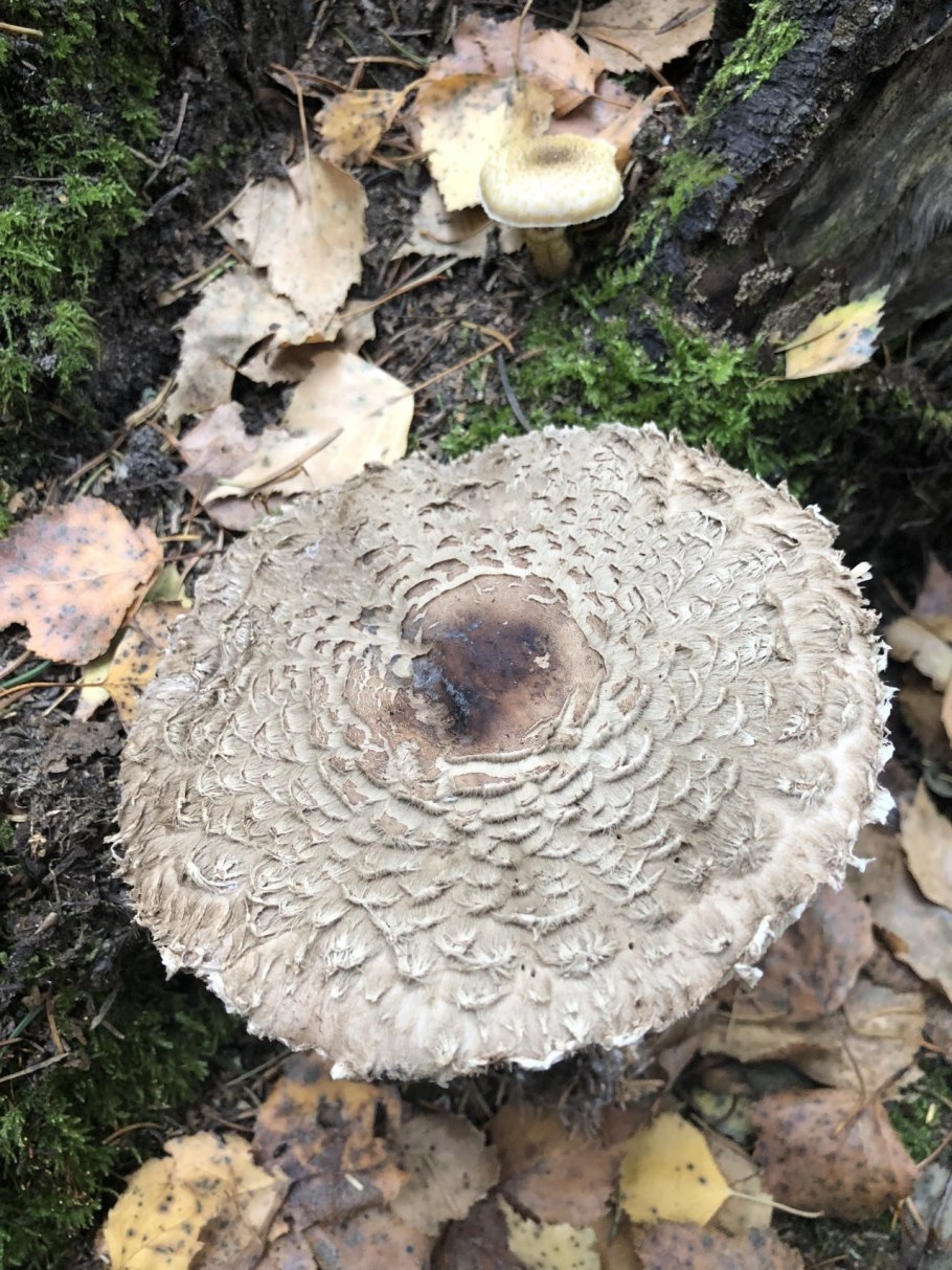 Хлорофиллум Оливье