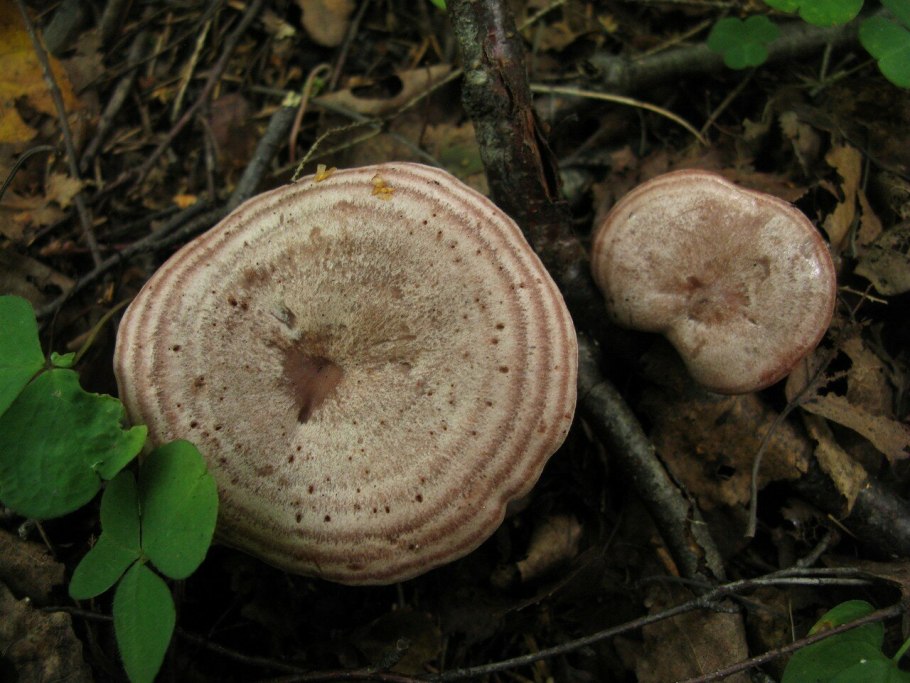 Груздь лиловый серушка