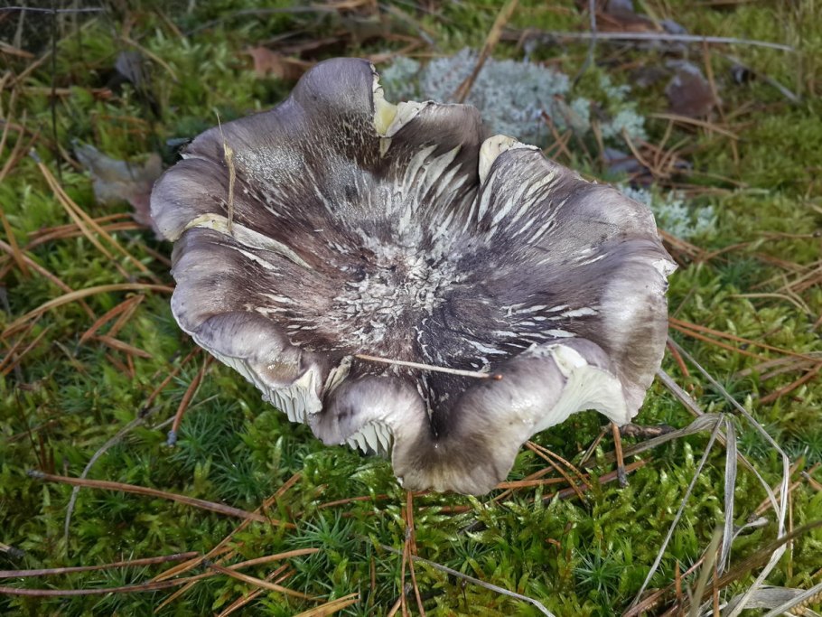 Серушки и зеленушки