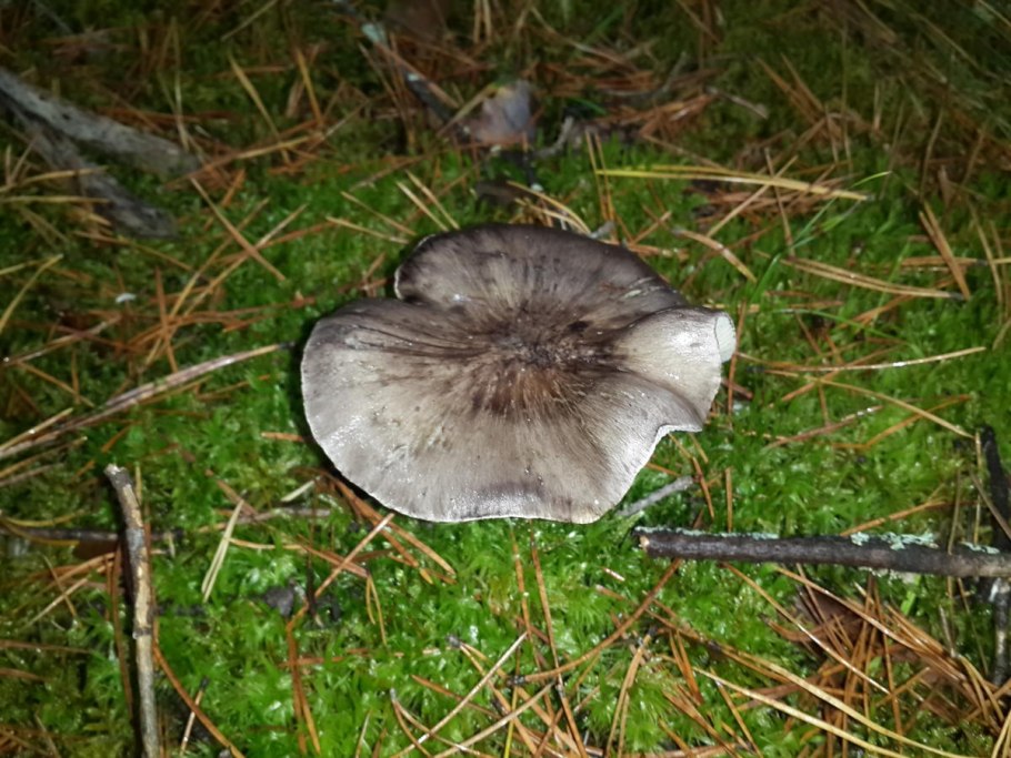 Зелёнки , подзелёнки , серушки