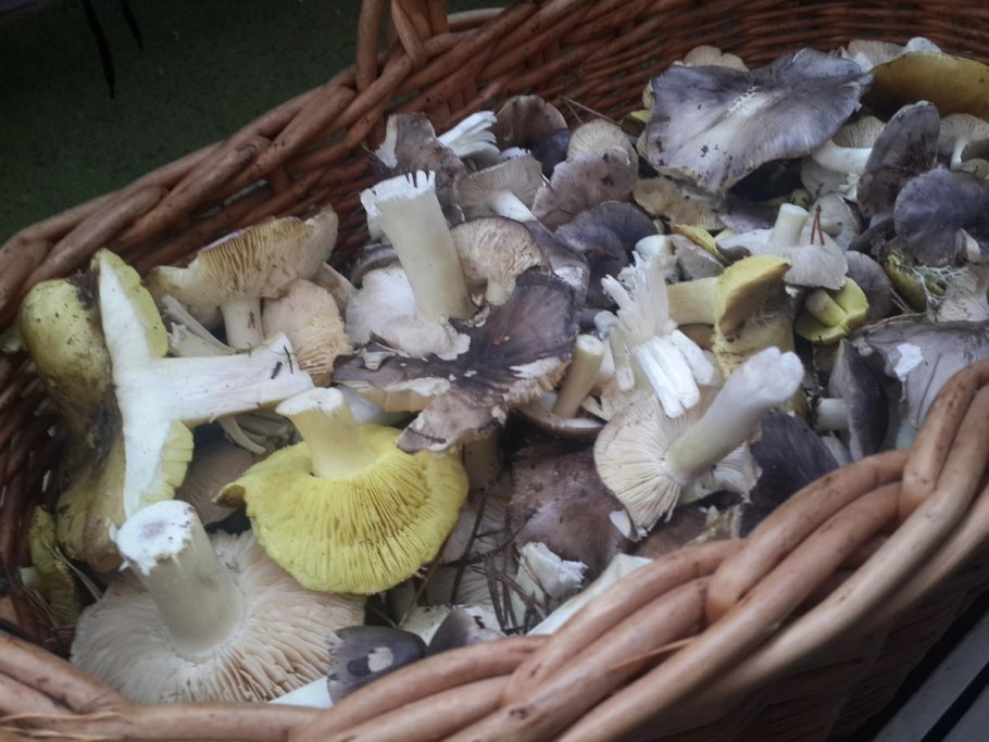 Мочанки, серушки, зеленушки