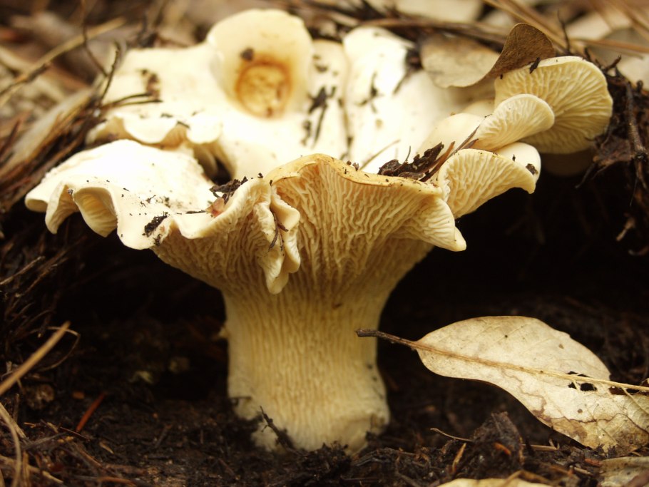 Cantharellus subalbidus