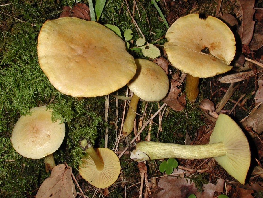 Tricholoma Sulphureum