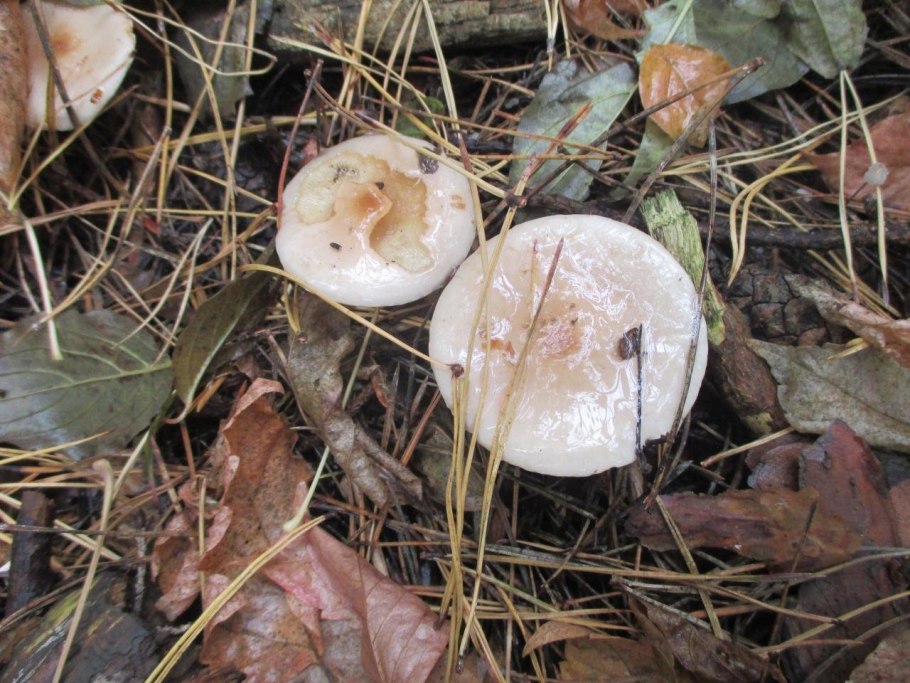 Грибы со слизью на шляпке