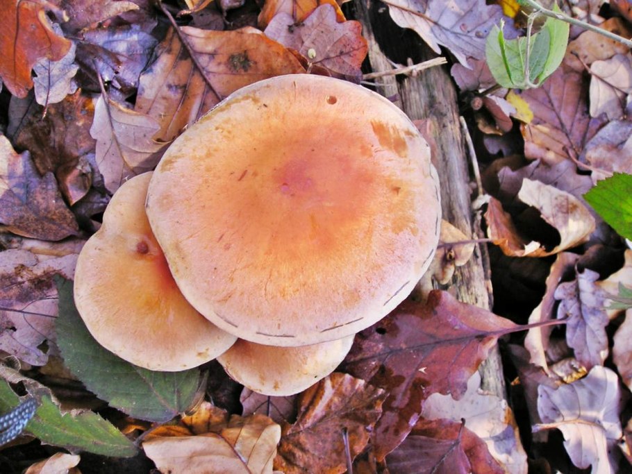 Ложноопенок кирпично-красный Hypholoma sublateritium