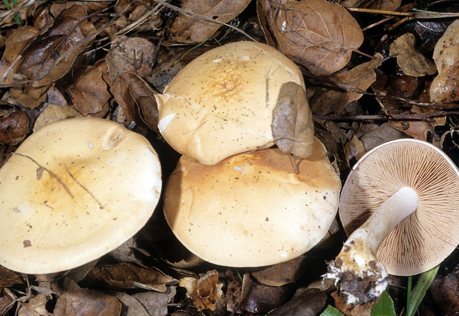 Hebeloma crustuliniforme